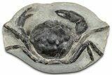 Eocene Fossil Crab (Pulalius) - Washington State #349490-1